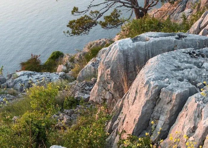 Vista By Guide * Bicine